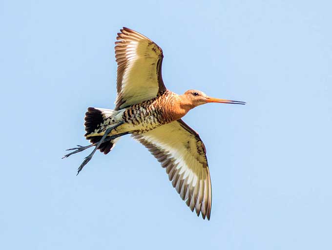 веретенник