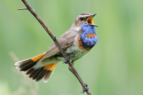 Птицы России