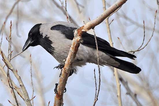 Птицы России