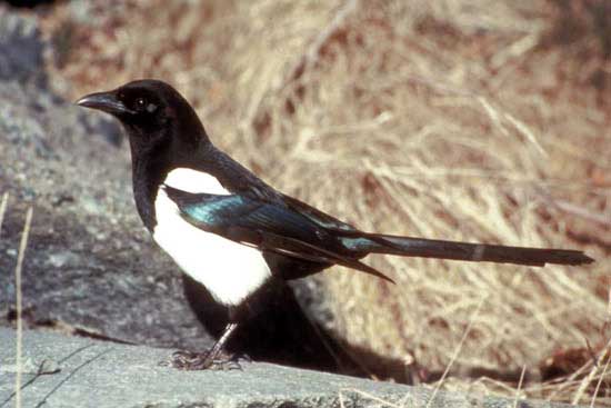 Птицы России