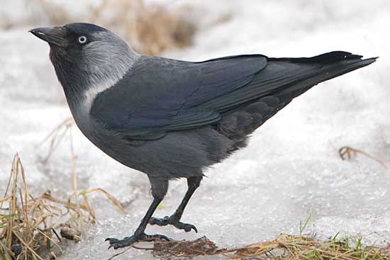 Птицы России