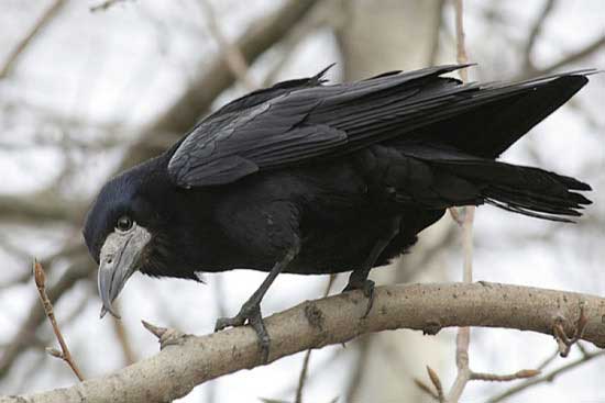 Птицы России