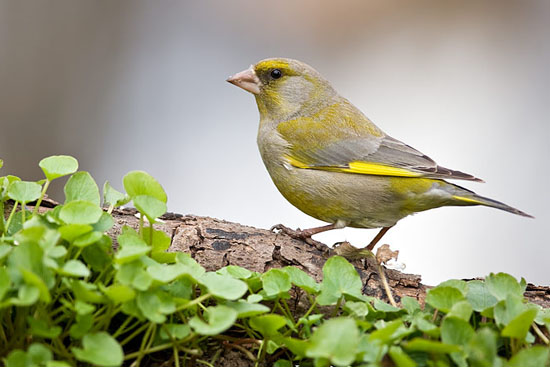 Птицы России