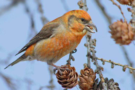 Птицы России
