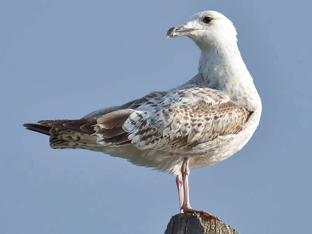 чайка