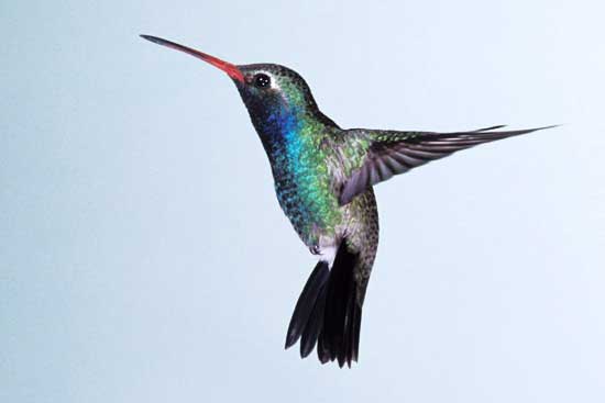 Птицы России