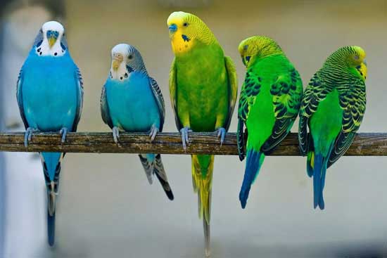 Птицы России