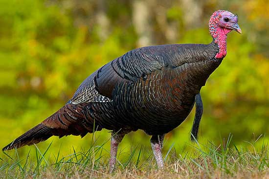 Птицы России