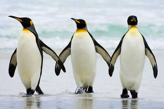 Птицы России