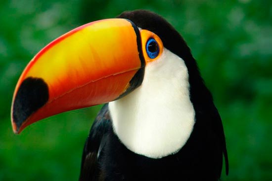 Птицы России